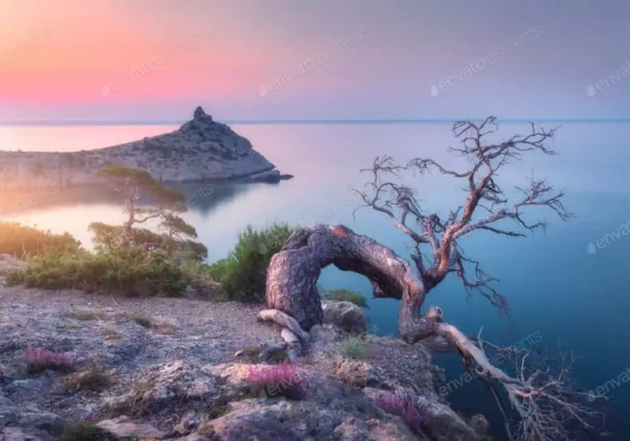 Amazing old tree growing out of a rock